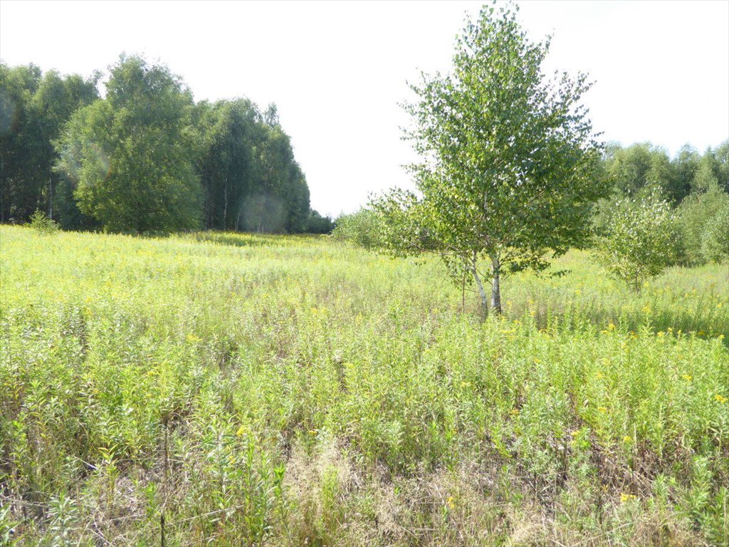 Malownicza działka rolna 6666 m² z lasem w Kotowicach Kotowice, Kotowice  6 666m2 Foto 1