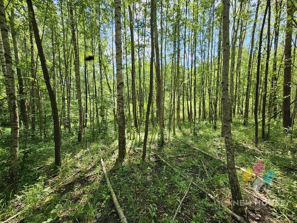 Działka siedliskowa na sprzedaż Próle  38 100m2 Foto 8