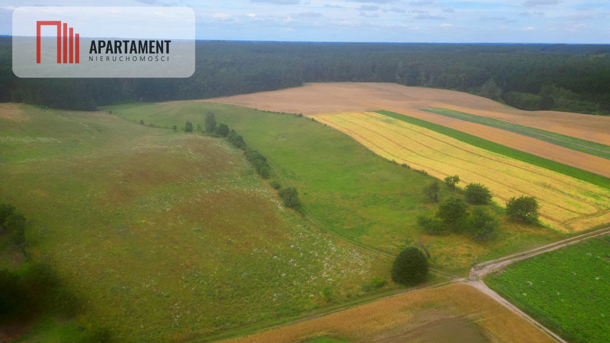 Działka leśna na sprzedaż Opalenie  3 174m2 Foto 4