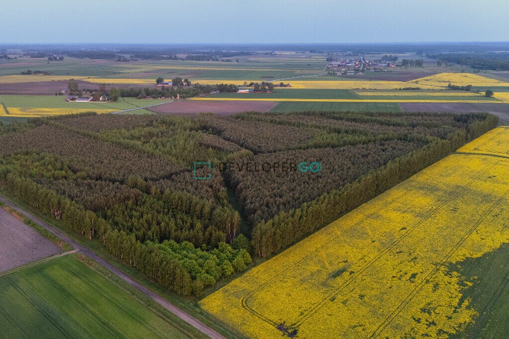 Działka leśna 5,5 ha w Mochnate – inwestycja lub wycinka Mochnate  55 000m2 Foto 1