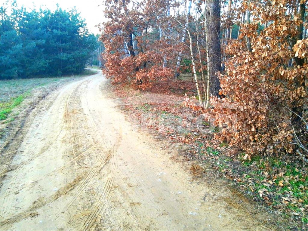 Działka budowlana na sprzedaż Baranów, Dębina  3 100m2 Foto 3