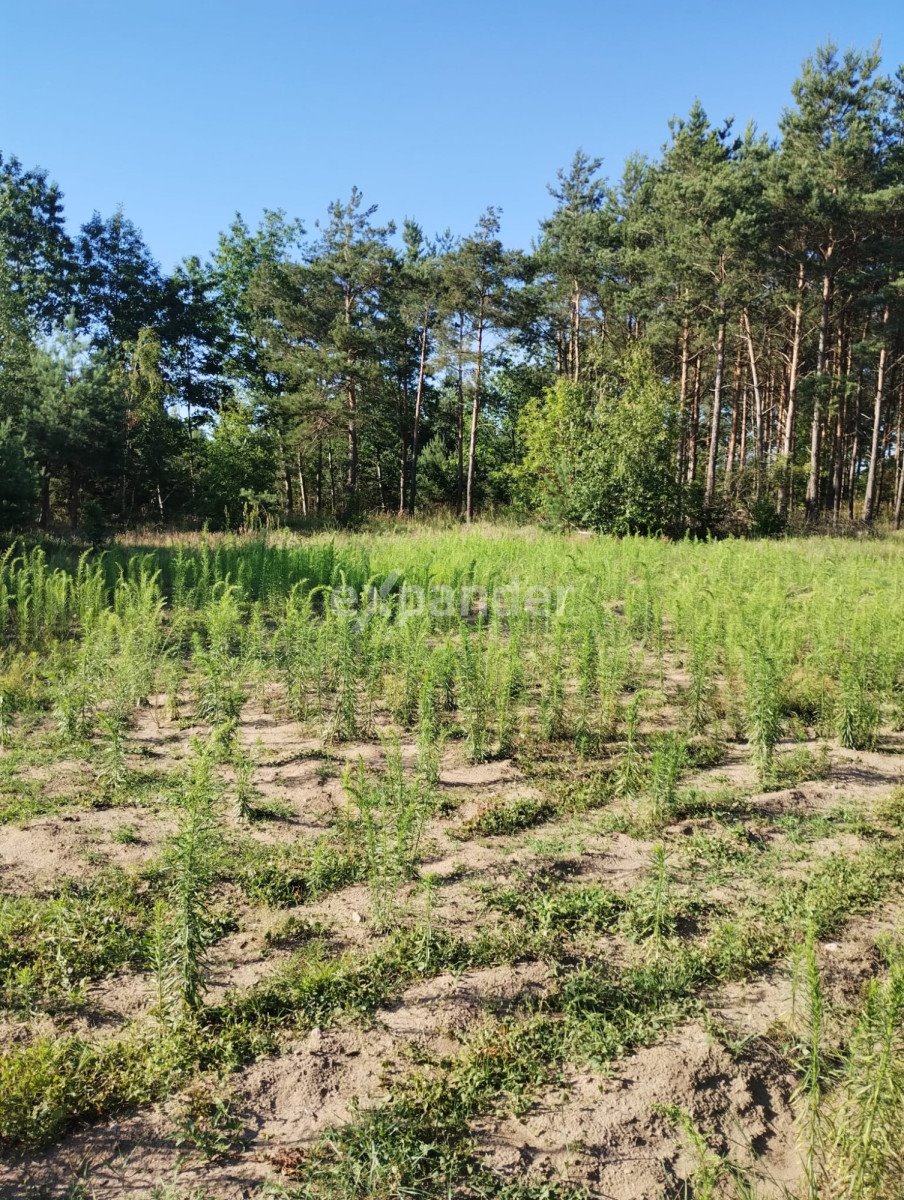 Działka rolna na sprzedaż Blinno  15 000m2 Foto 4