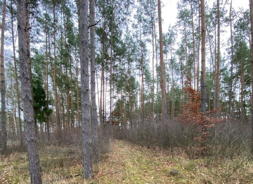 Działka rolna na sprzedaż Minikowo  4 800m2 Foto 4