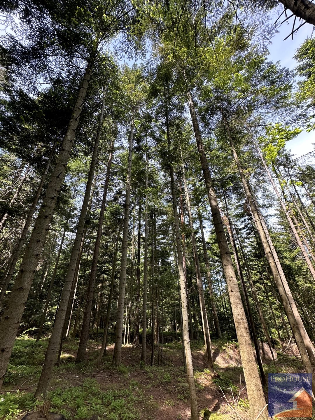 Działka leśna na sprzedaż Podłopień  5 200m2 Foto 11