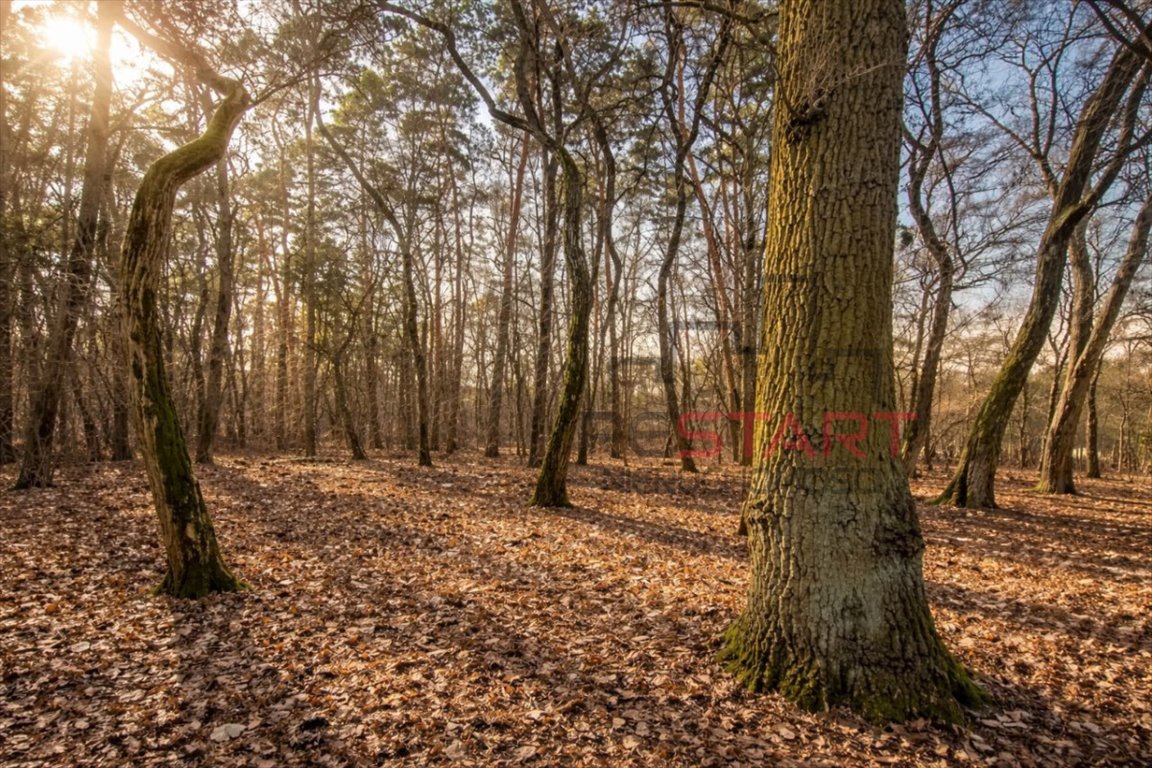 Działka 5 000 m² z lasem, media, prywatność, Książenice Książenice  4 951m2 Foto 1
