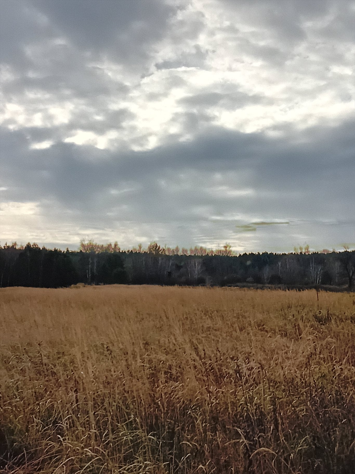 Działka rolna na sprzedaż Trachy, Zamojska  16 000m2 Foto 3