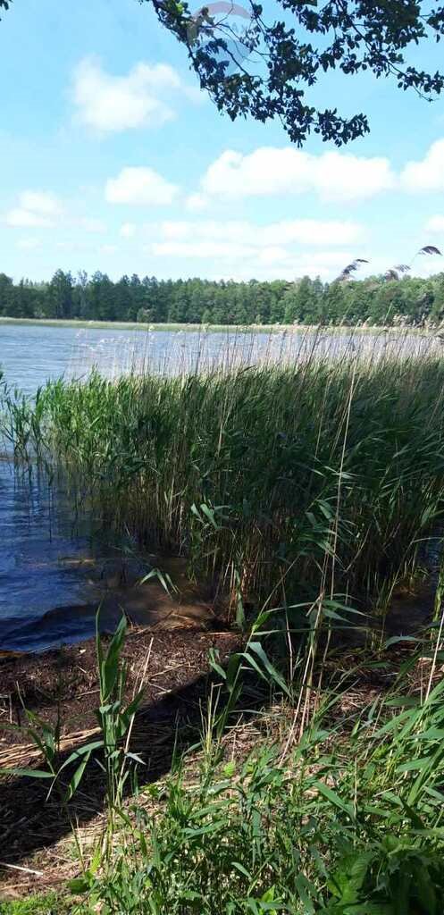 Mazurski raj: działka z linią brzegową, siedlisko i las Stręgielek  18 600m2 Foto 1