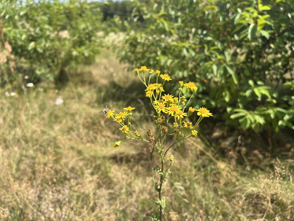 Działka budowlana na sprzedaż Kotorydz, Szczakoska  800m2 Foto 5