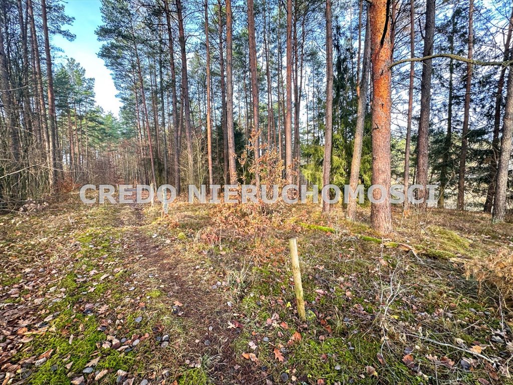 Działka rolna na sprzedaż Spychowo  2 636m2 Foto 14