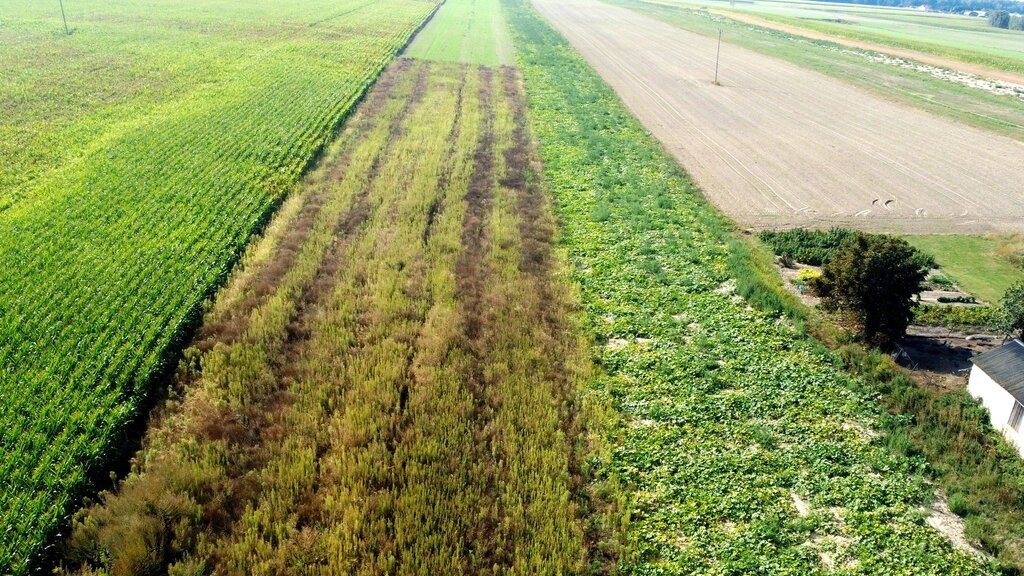 Na sprzedaż działka 50 arów przy trasie Parczew-Siemień: Miłków-Kolonia