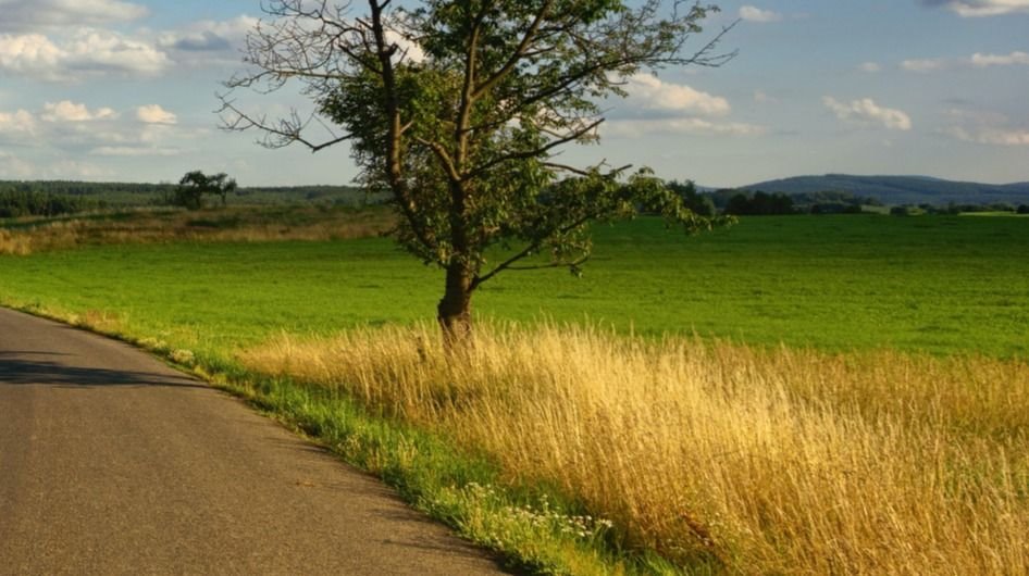 Działka gospodarstwo rolne na sprzedaż Wierzchlesie  5 209m2 Foto 3