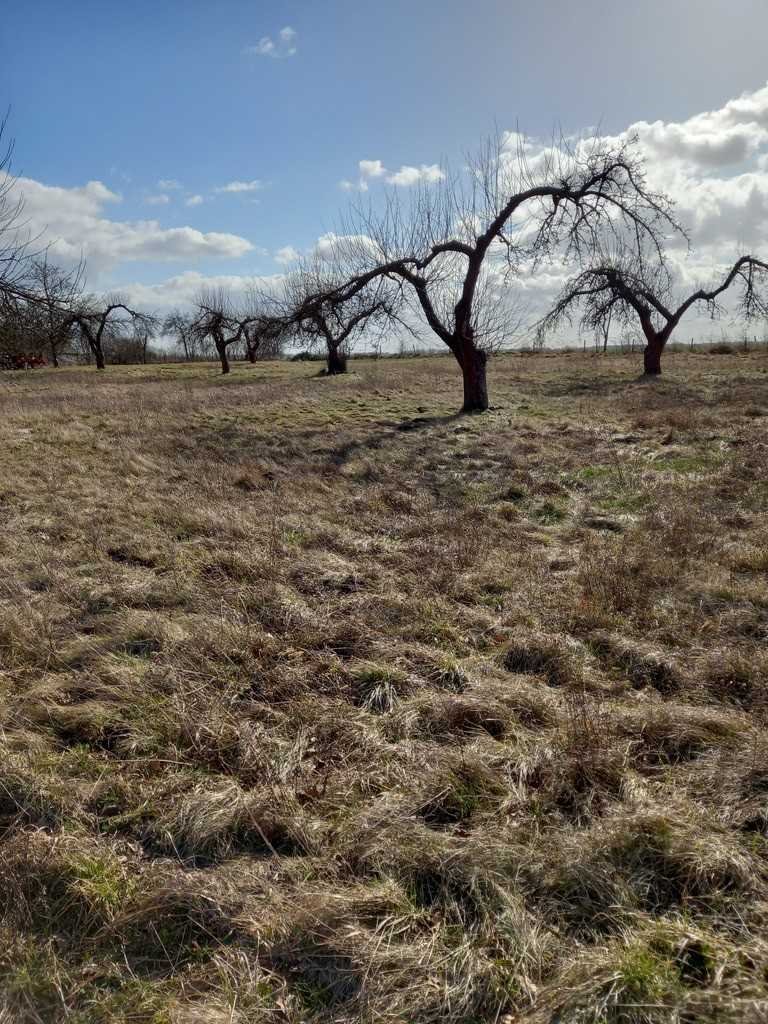 Działka inna na sprzedaż Ścinawa  3 000m2 Foto 10