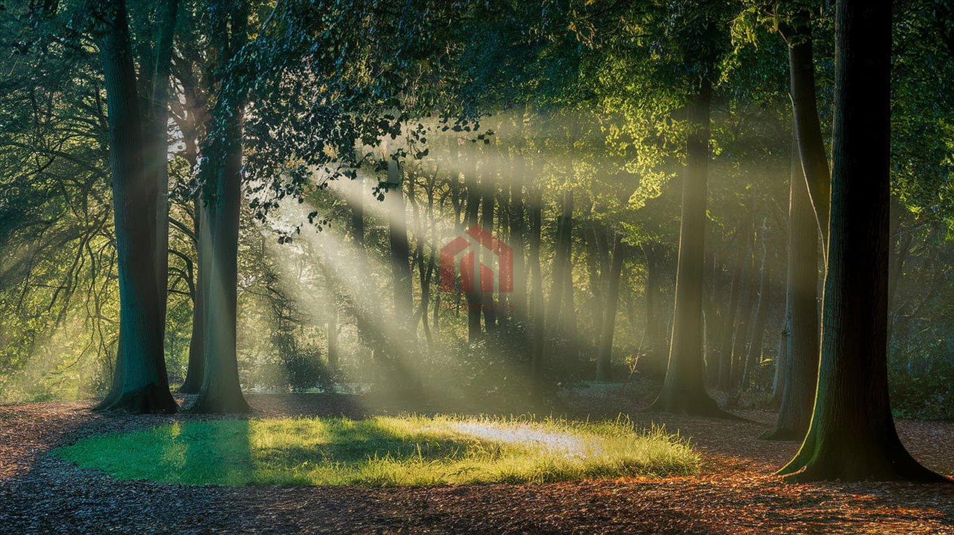 Działka leśna na sprzedaż Niedźwiada  26 700m2 Foto 1