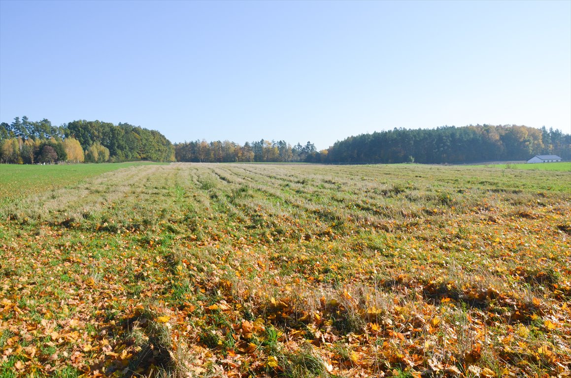 Działka siedliskowa na sprzedaż Borkowo  3 000m2 Foto 4