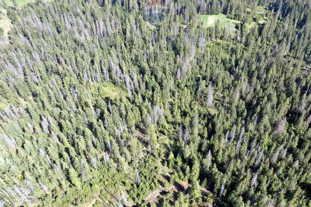 Działka leśna na sprzedaż Zakopane  2 331m2 Foto 16