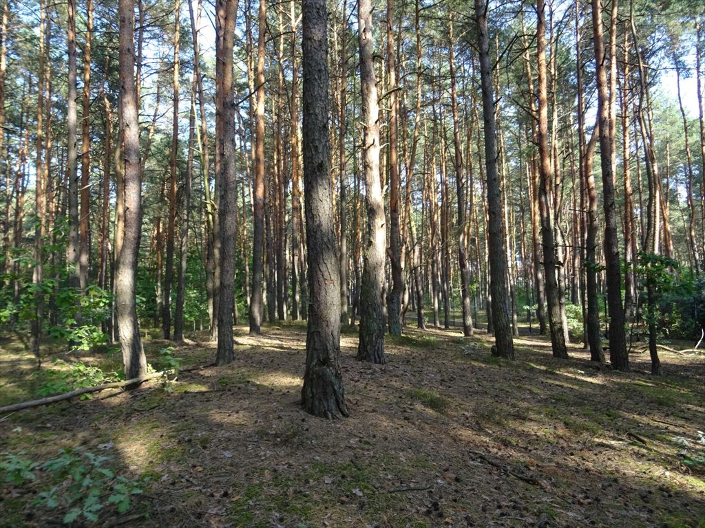 Działka przemysłowo-handlowa na sprzedaż Józefów, Aleksandra Puszkina  1 657m2 Foto 4