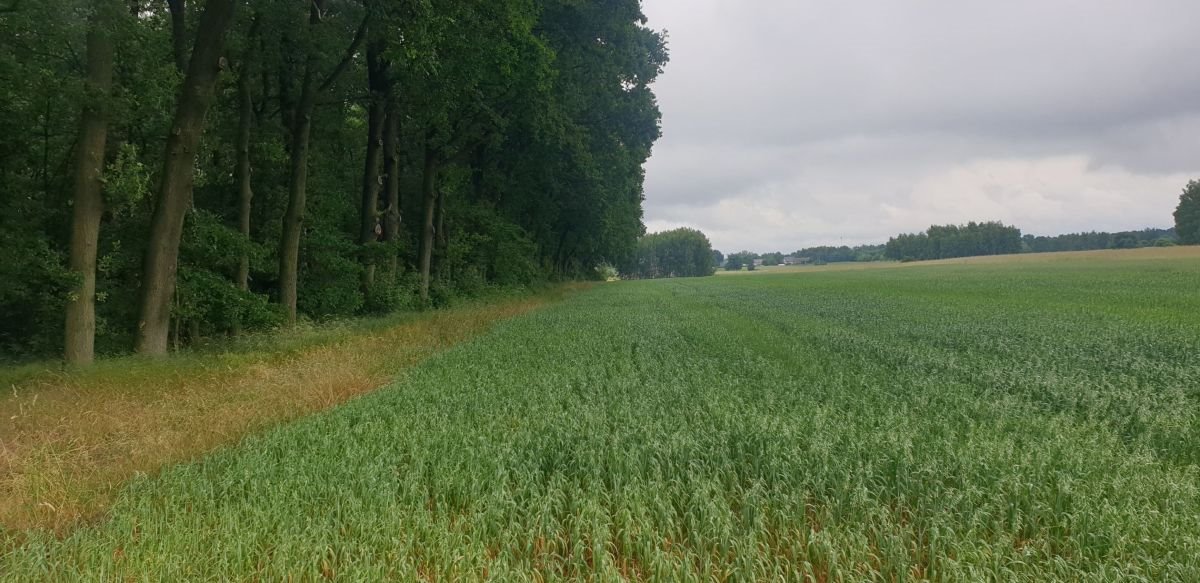 Działka budowlana na sprzedaż Wola Pasikońska, Wola Pasikońska  10 300m2 Foto 5