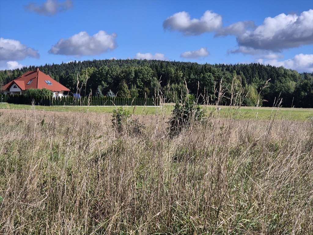 Działka budowlana na sprzedaż Harklowa  6 600m2 Foto 9