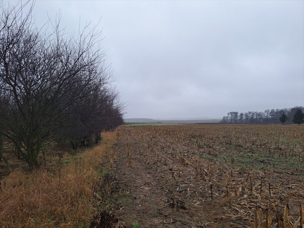 Działka budowlana na sprzedaż Złotniki, Złotniki, Kochonowskiego  2 217m2 Foto 1