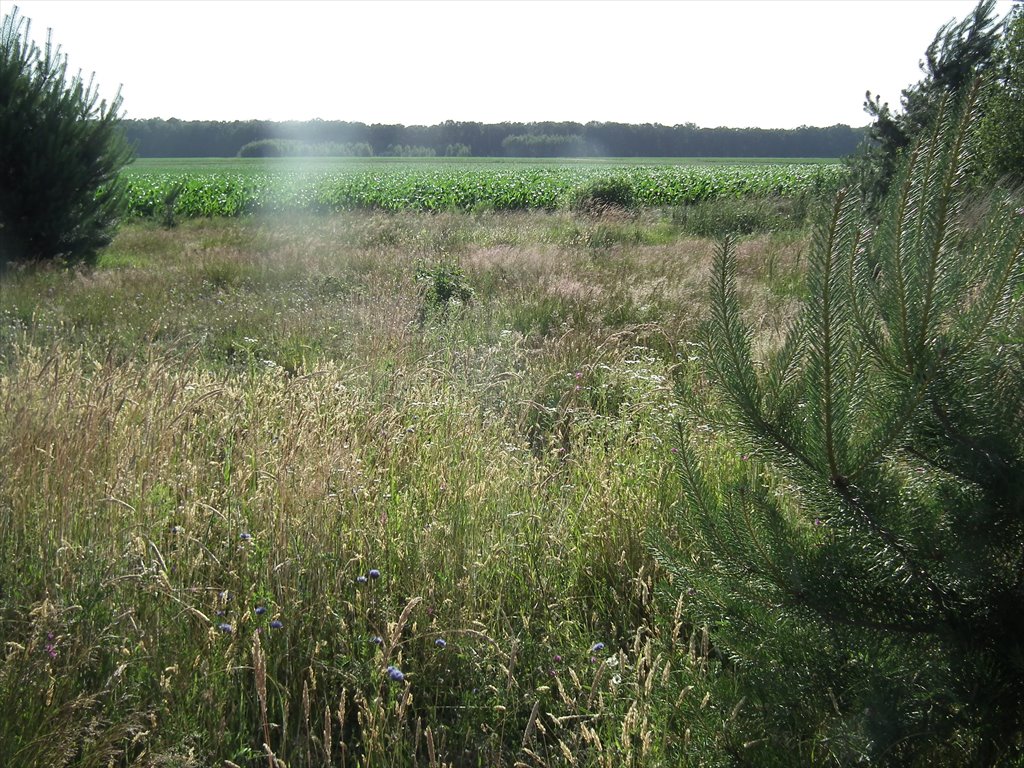 Działka budowlana na sprzedaż czarkow, koło wielowsi, rozana  750m2 Foto 6