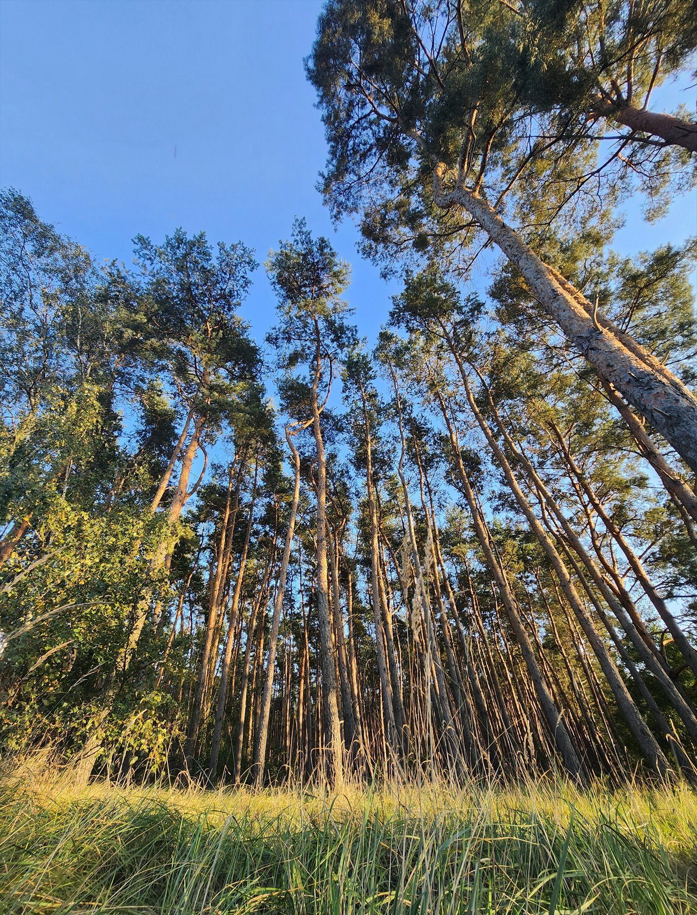 Działka budowlana na sprzedaż Przybyszewo, Henrykowska  2 548m2 Foto 14