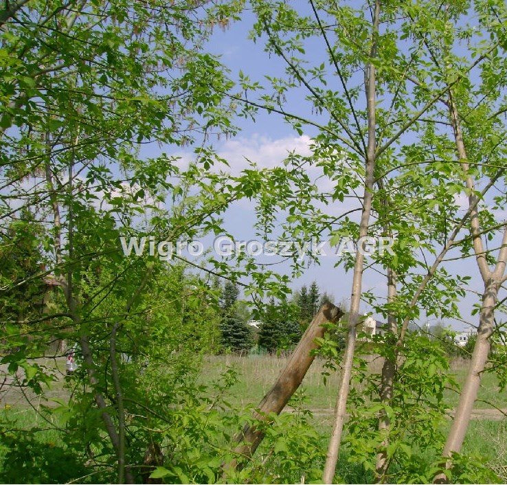 Na sprzedaż działka 1717 m² z możliwością zabudowy w Dąbrowie Leśnej Łomianki, Dąbrowa Leśna  1 717m2 Foto 1