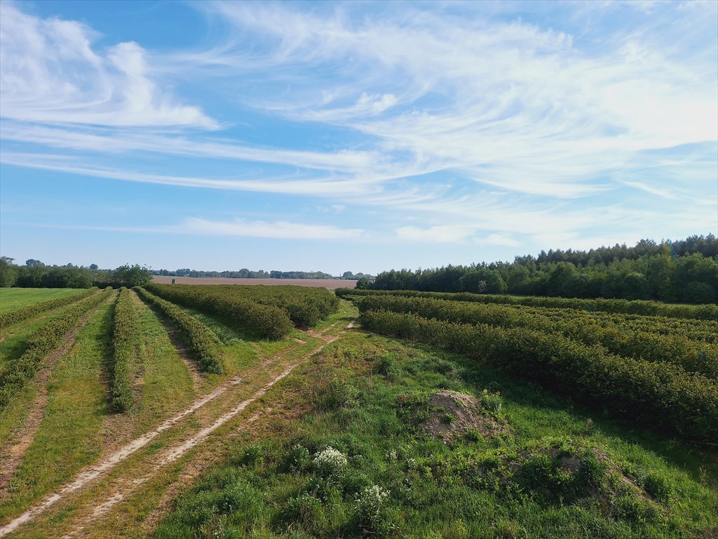 Działka rolna 2,95 ha z plantacją aronii w Kowiesach Kowiesy, Pękoszew, Pękoszew  29 500m2 Foto 1