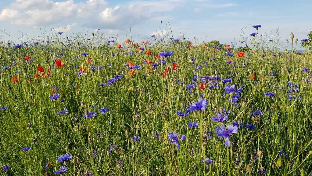 Działka inna na sprzedaż Łagiewniki, Jaźwina  3 000m2 Foto 2