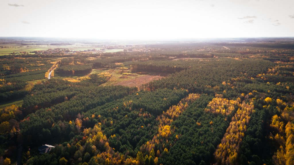 Działka budowlana na sprzedaż Wodzierady  2 618m2 Foto 7