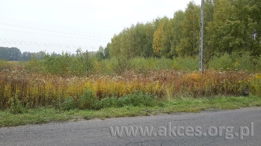 Działka inwestycyjna 2,5ha przy drodze asfaltowej, Złotokłos Złotokłos  24 500m2 Foto 1