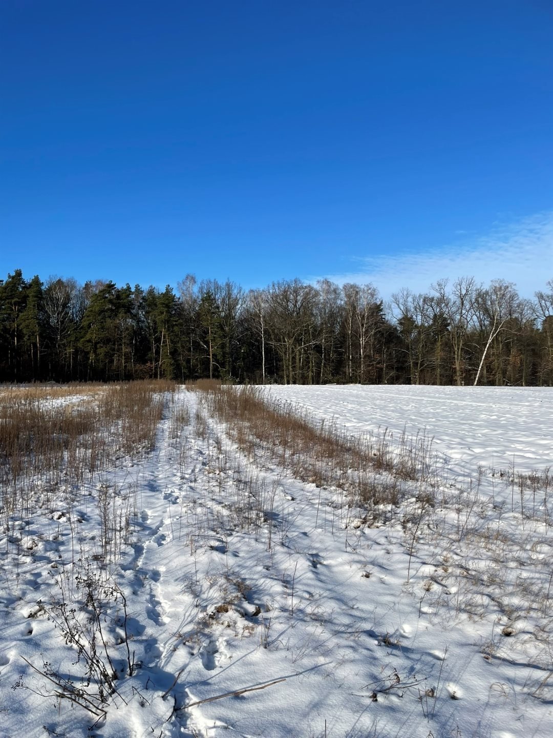 Działka budowlana na sprzedaż Kowalewko, Szyjki  1 070m2 Foto 3