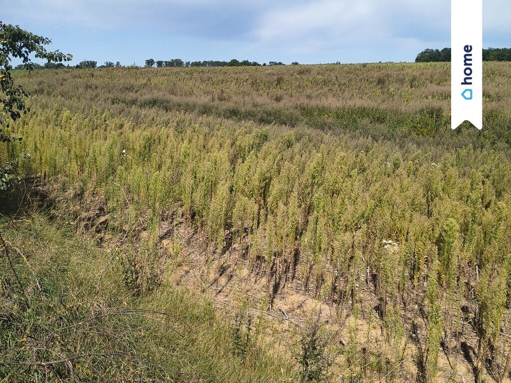 Działka rolna 3,9 ha w Dobrzyń nad Wisłą (dobra klasa ziemi) Dobrzyń Nad Wisłą  39 000m2 Foto 1