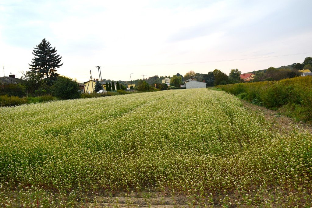 Działka rolna na sprzedaż Sandomierz  4 400m2 Foto 3