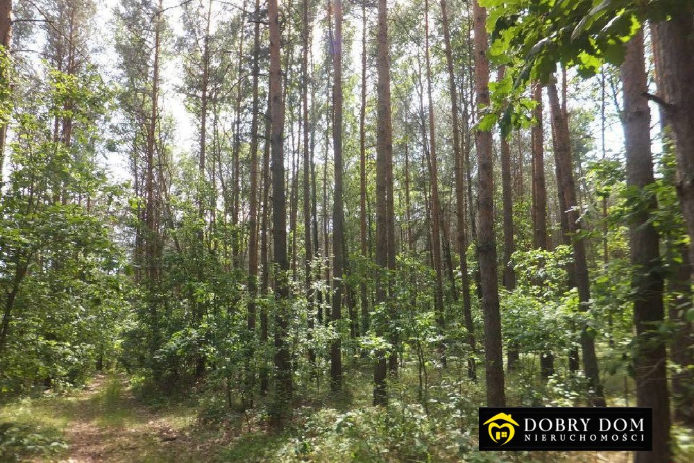 Sprzedam działkę 25 000 m² z lasem blisko jeziora Siemianówka Siemianówka  25 000m2 Foto 1