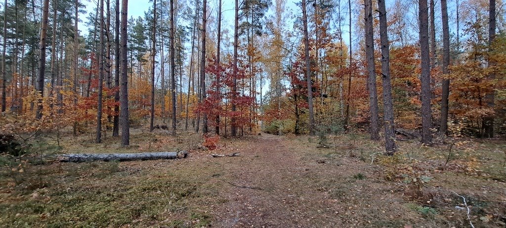 Działka leśna z prawem budowy na sprzedaż Piasutno  40 050m2 Foto 13