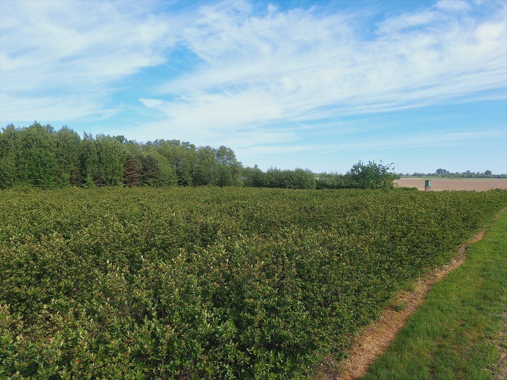 Działka rolna na sprzedaż Kowiesy, Pękoszew, Pękoszew  29 500m2 Foto 6