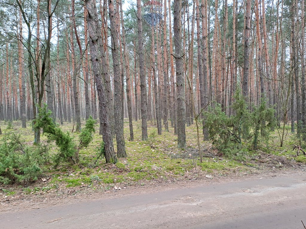 Działka leśna z prawem budowy na sprzedaż Rynia, Ignacego Paderewskiego  4 461m2 Foto 2