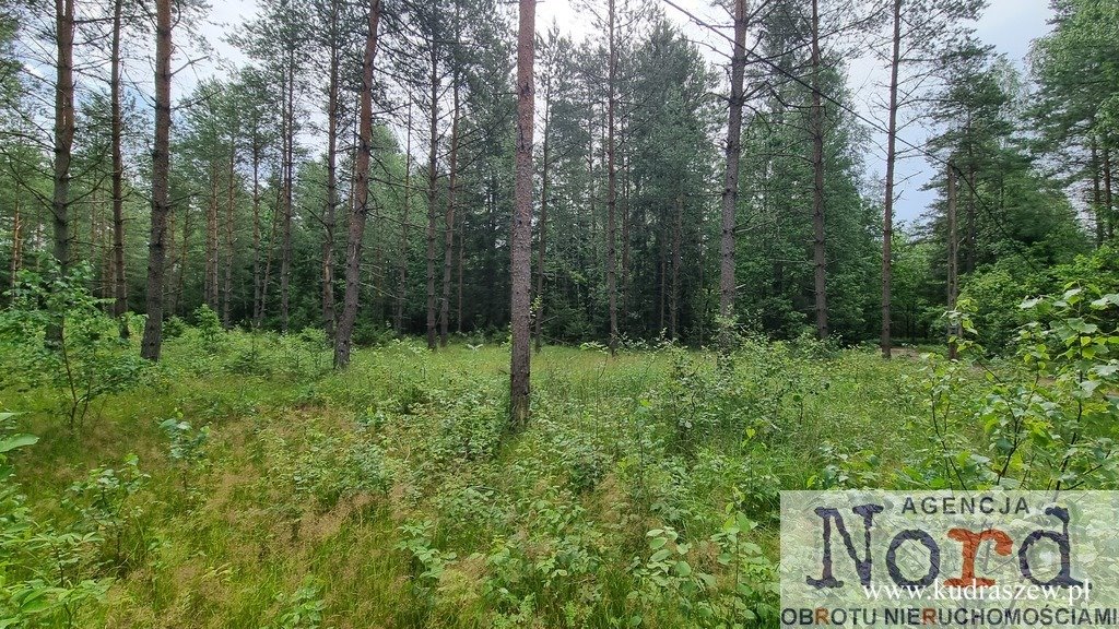 Działka 1484 m² z mediami, lasy, pod zabudowę i usługi Gorczyca  1 484m2 Foto 1