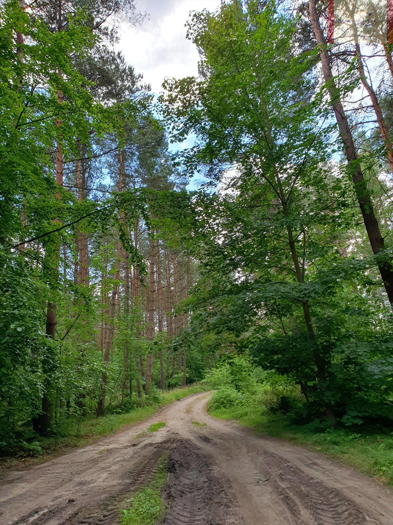 Działka leśna na sprzedaż Rozewie  1 590m2 Foto 4