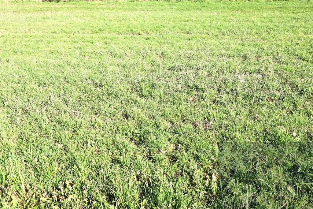 Działka 16,4 ha z mieszkaniami i rolami w Starych Siołkowicach Stare Siołkowice  16 410m2 Foto 1