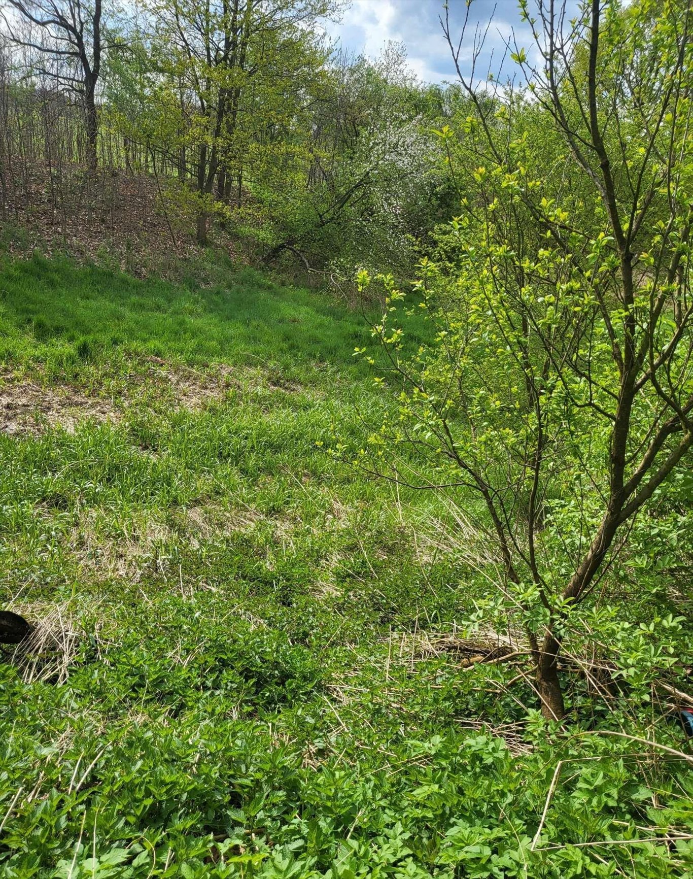 Działka budowlana na sprzedaż Kaszów  5 000m2 Foto 6