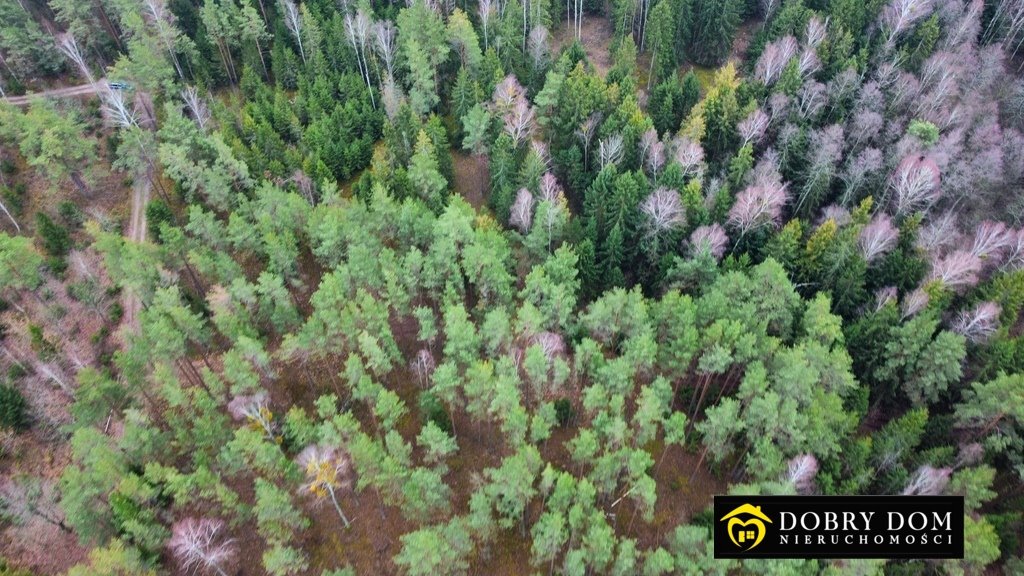 Działka leśna na sprzedaż Tajenko  85 259m2 Foto 4