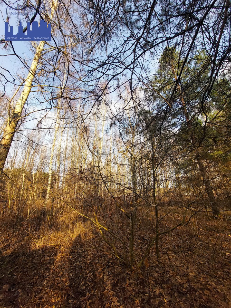 Działka budowlana na sprzedaż Borowina, Zaleśna  1 129m2 Foto 3