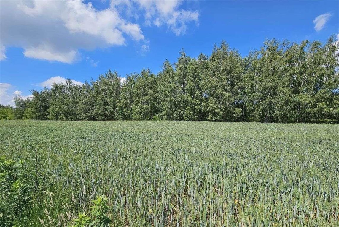 Działka budowlana na sprzedaż Władysławów  8 967m2 Foto 5