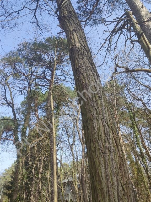 Działka 1800 m² z mediami i starodrzewem w Milanówku Milanówek  1 800m2 Foto 1