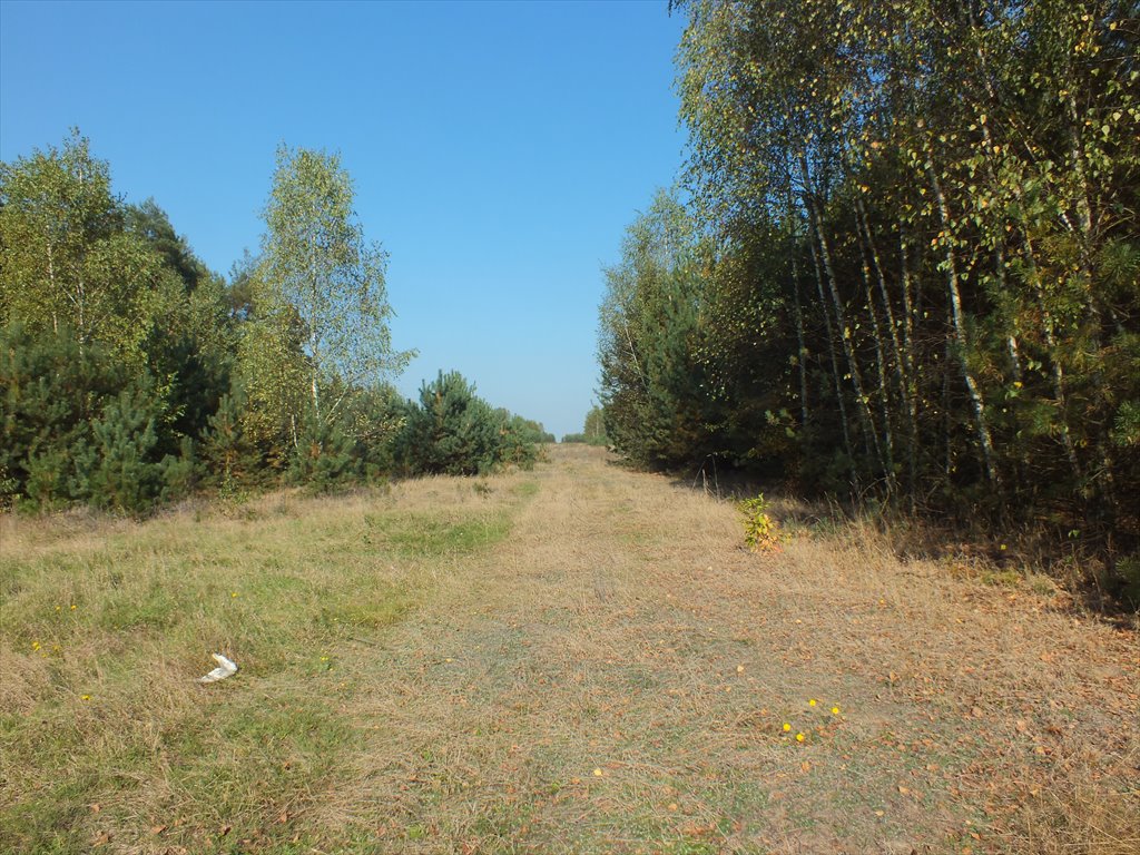 Działka siedliskowa na sprzedaż Skórznice  3 100m2 Foto 1