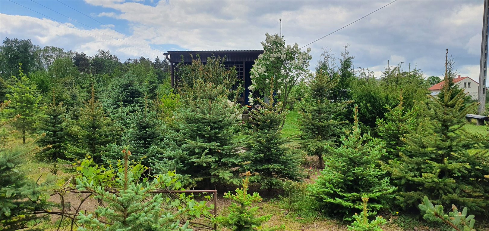 Działka rekreacyjna na sprzedaż Łęgonice  5 726m2 Foto 2