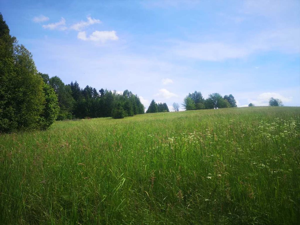 Działka gospodarstwo rolne na sprzedaż Pisary, Pisary  9 900m2 Foto 10