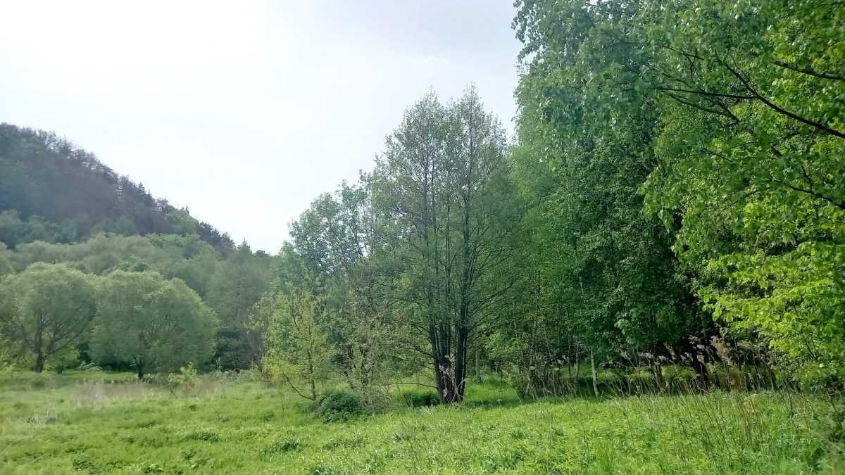 Działka gospodarstwo rolne na sprzedaż Stare Bogaczowice, Chwaliszów  26 500m2 Foto 11