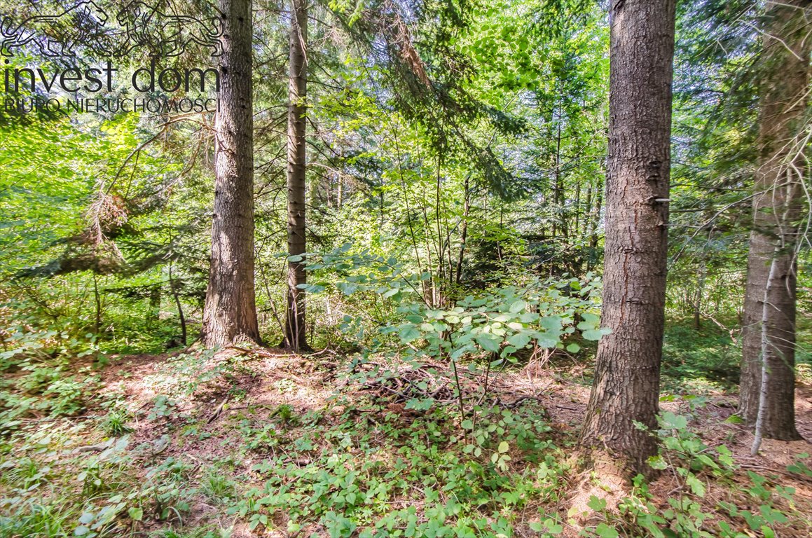 Działka leśna na sprzedaż Wyskitna  7 200m2 Foto 7